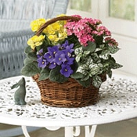 For The Home Image